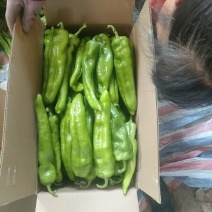 产地牛角椒大量上市现摘现发大量对接市场