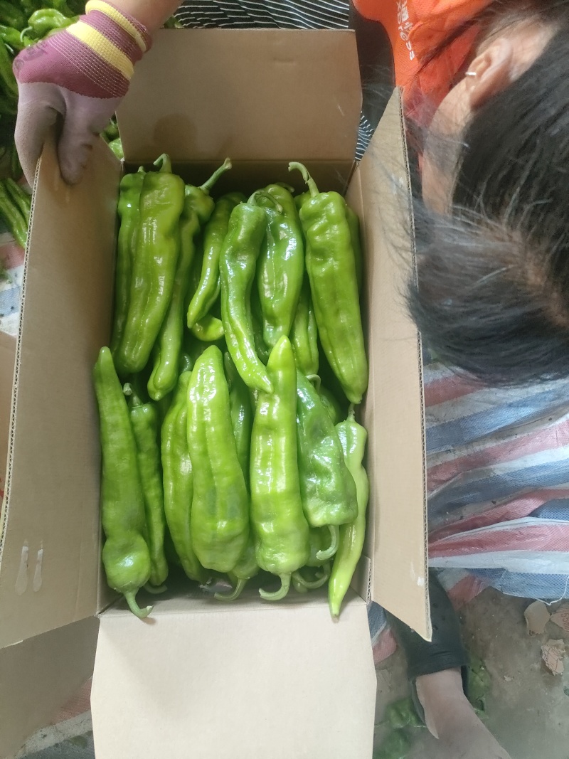 产地牛角椒大量上市现摘现发大量对接市场