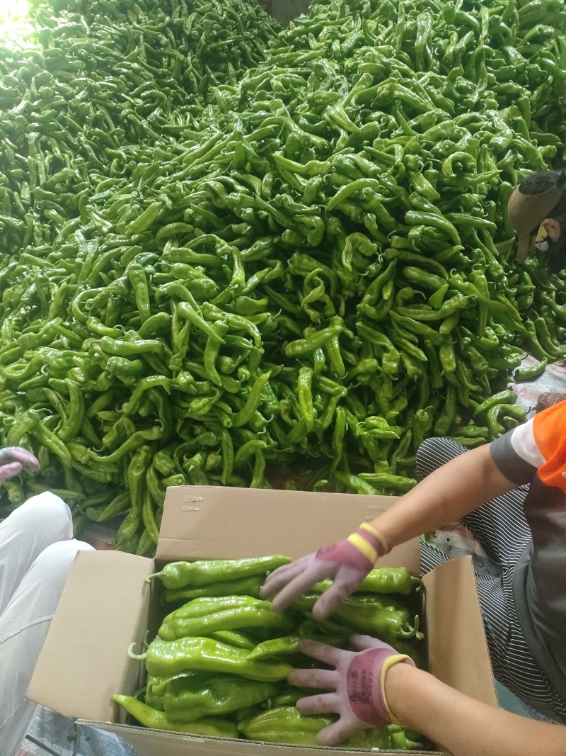 产地牛角椒大量上市现摘现发大量对接市场