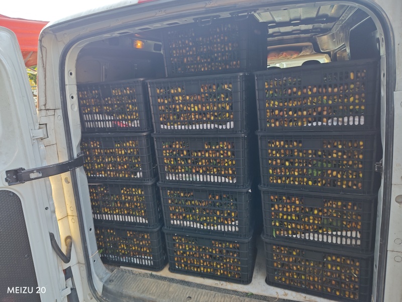 广西无籽黄皮，工厂货和精品大量上市，需要的联系