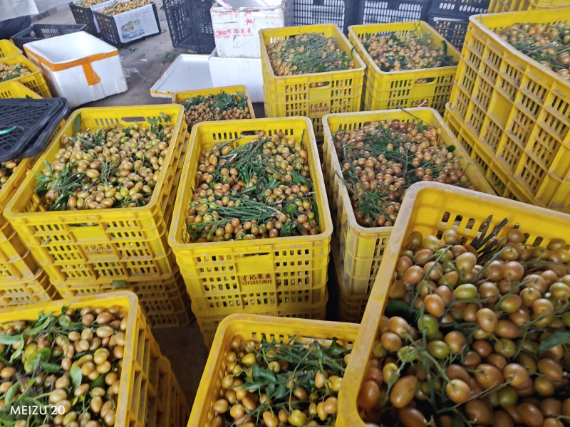 广西无籽黄皮，工厂货和精品大量上市，需要的联系