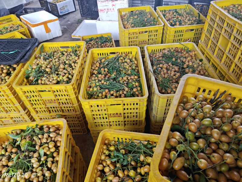 广西无籽黄皮，工厂货和精品大量上市，需要的联系