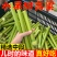 稀缺中段】新鲜甜芦粟甜杆芦稷现砍甜高粱杆青皮甘蔗孕妇时令水果