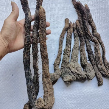肉苁蓉条形货，当天下单，当天配货，保证完整度