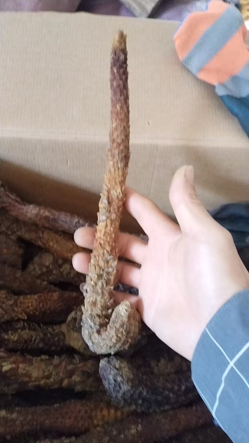 肉苁蓉条形货，当天下单，当天配货，保证完整度