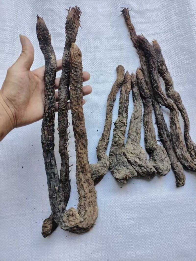 肉苁蓉条形货，当天下单，当天配货，保证完整度
