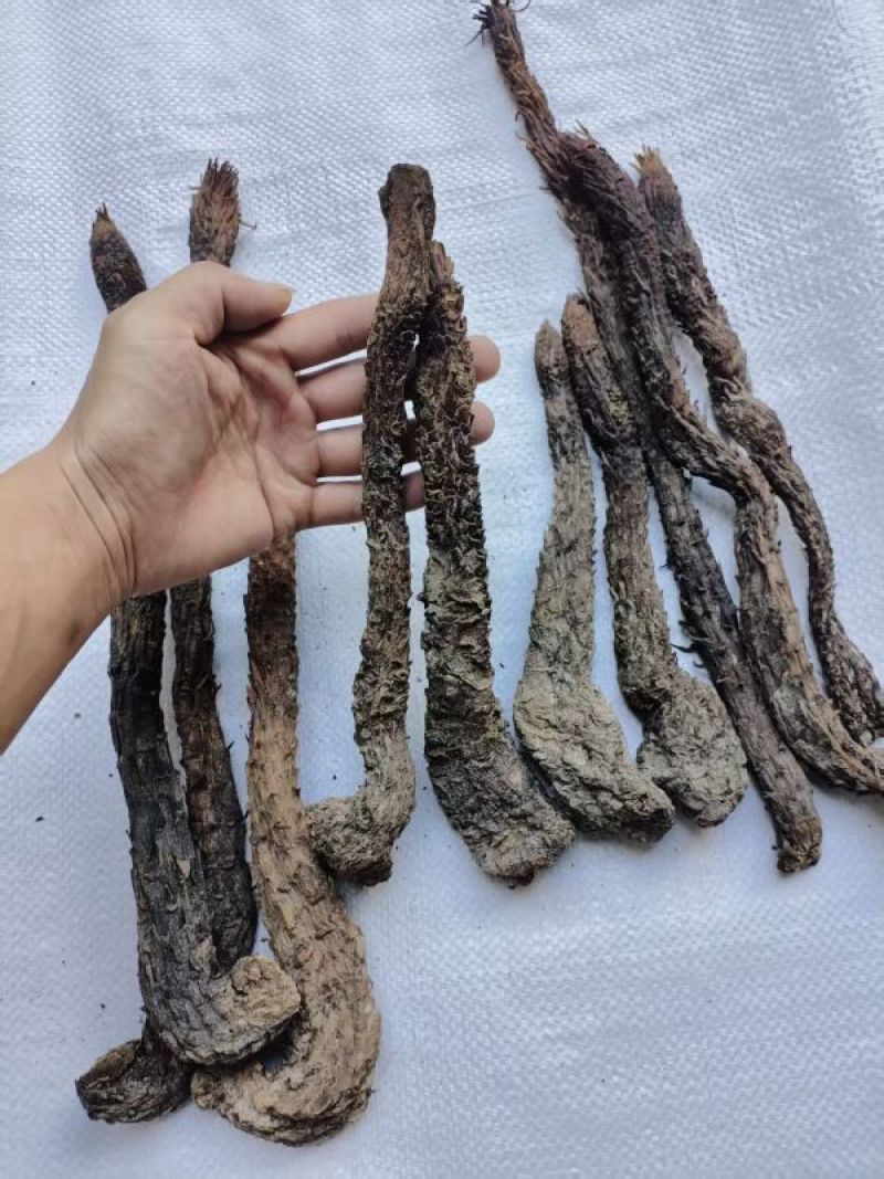 肉苁蓉条形货，当天下单，当天配货，保证完整度