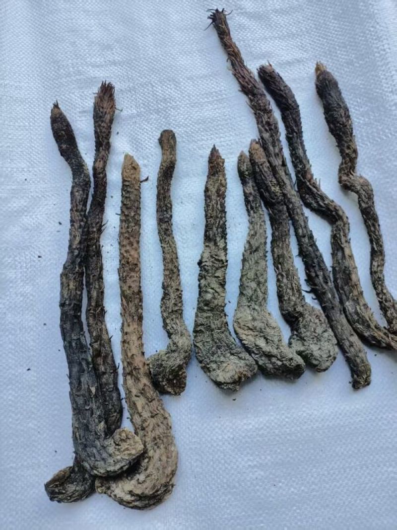 肉苁蓉条形货，当天下单，当天配货，保证完整度