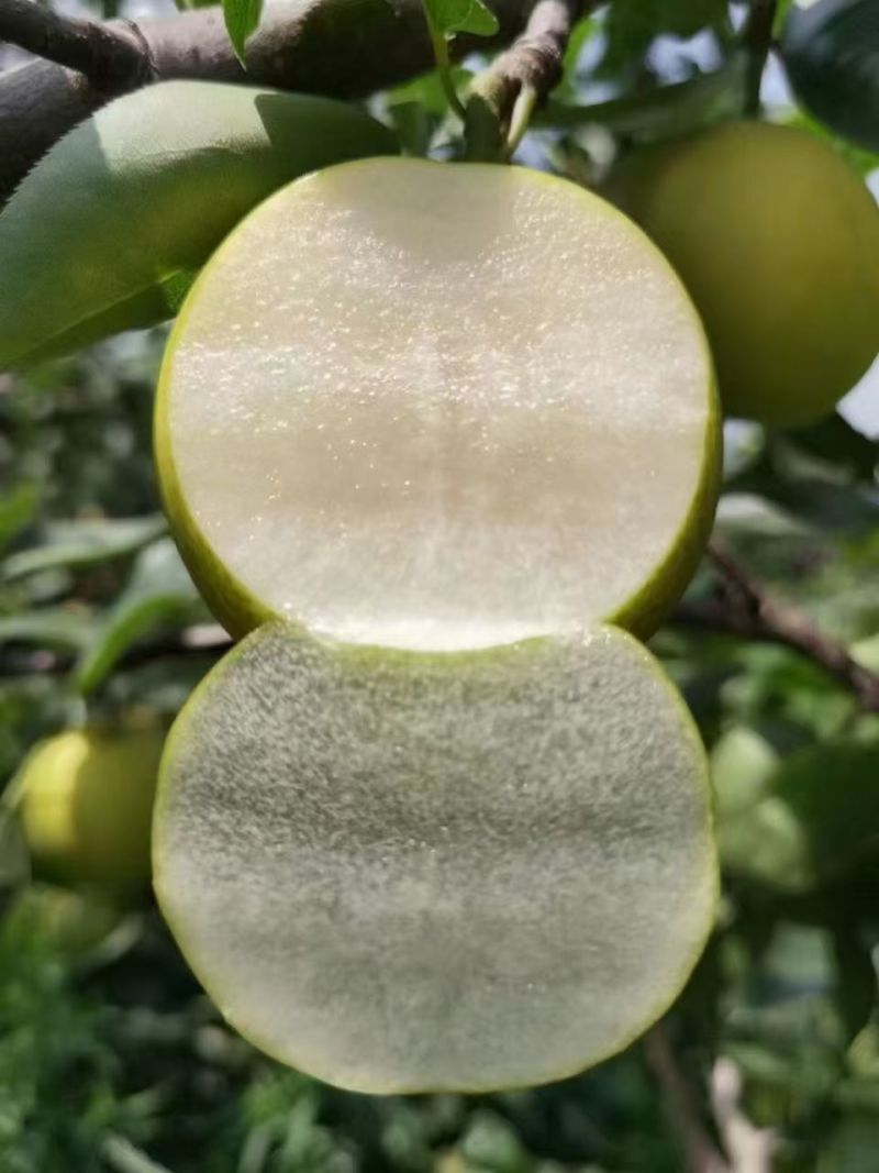 精品翠冠梨，青皮，花皮