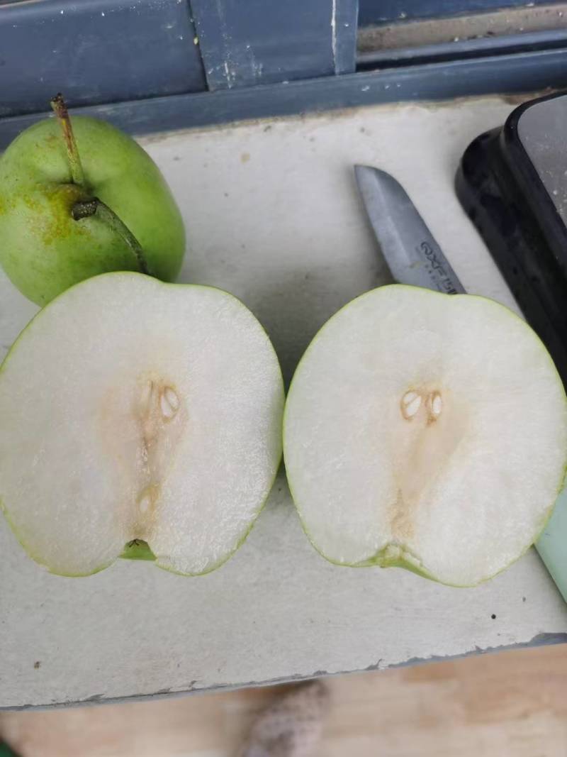 精品翠冠梨，青皮，花皮