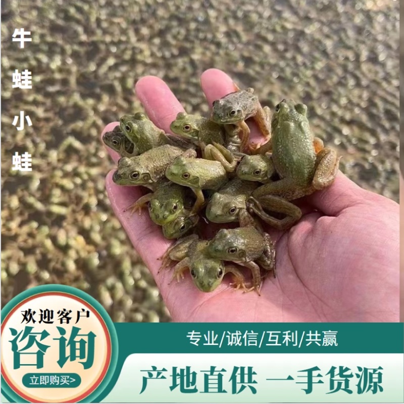 牛蛙苗小四脚幼蛙全国发货东北新疆内蒙都可以发量大小可发