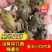 牛蛙苗小四脚幼蛙全国发货东北新疆内蒙都可以发量大小可发