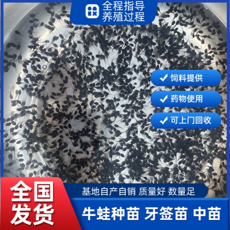 牛蛙苗小四脚幼蛙全国发货东北新疆内蒙都可以发量大小可发