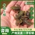 牛蛙苗小四脚幼蛙全国发货东北新疆内蒙都可以发量大小可发