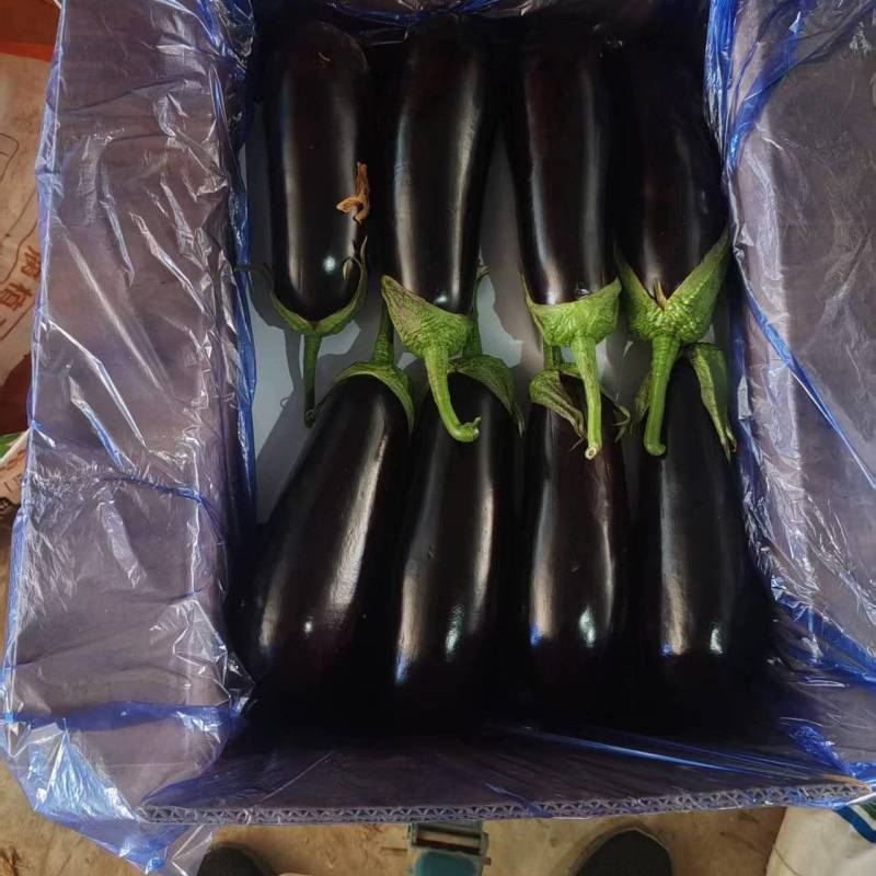 绿把长茄