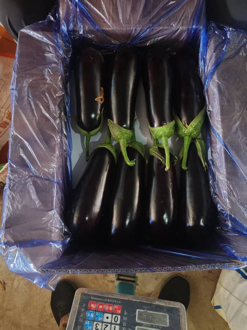 绿把长茄