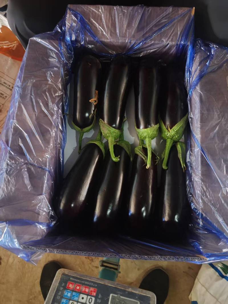 绿把长茄