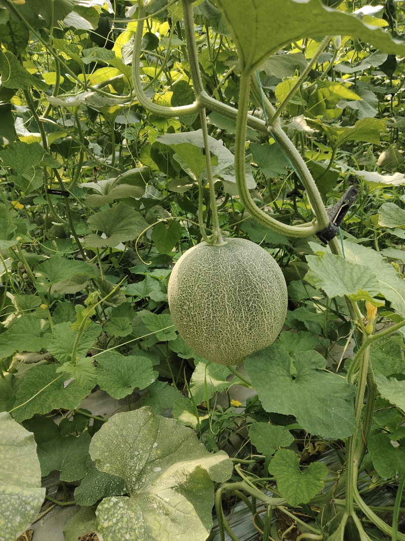 网纹哈密瓜