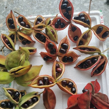 凤眼果，萍婆果
