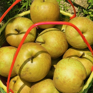 黄沙梨