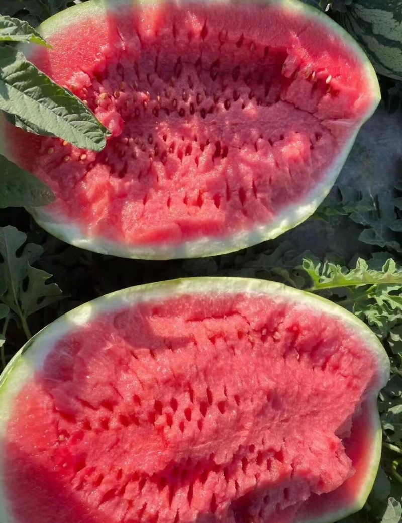宁夏硒砂瓜石头瓜金花双红瓤薄皮超甜质量保障产地直采