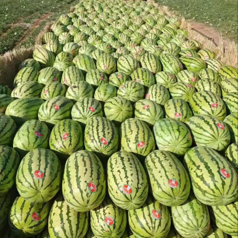 宁夏硒砂瓜石头瓜金花双红瓤薄皮超甜质量保障产地直采