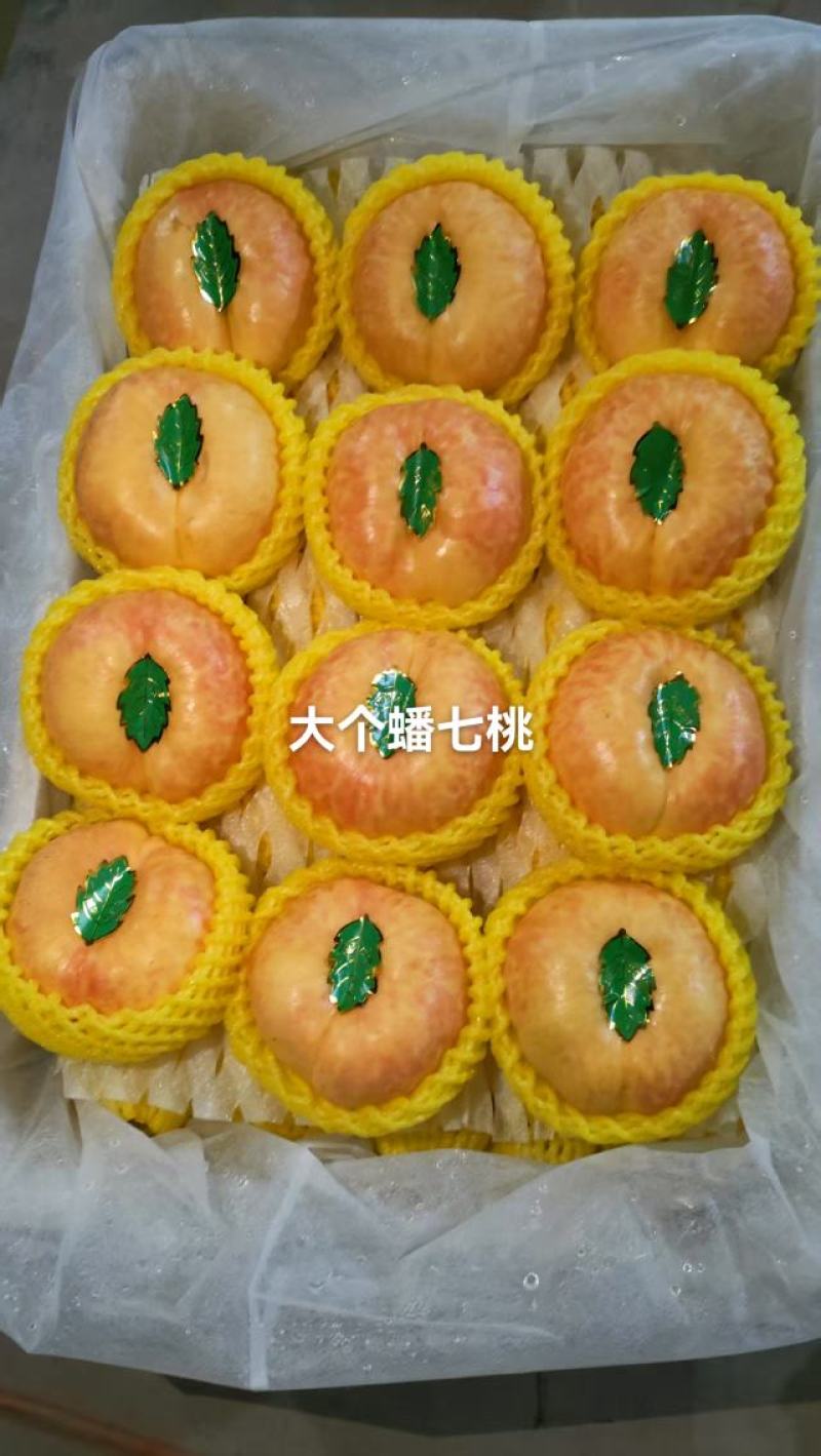 河北省邢台市广宗县陆地（套袋）油蟠七预售中，有需要的老板