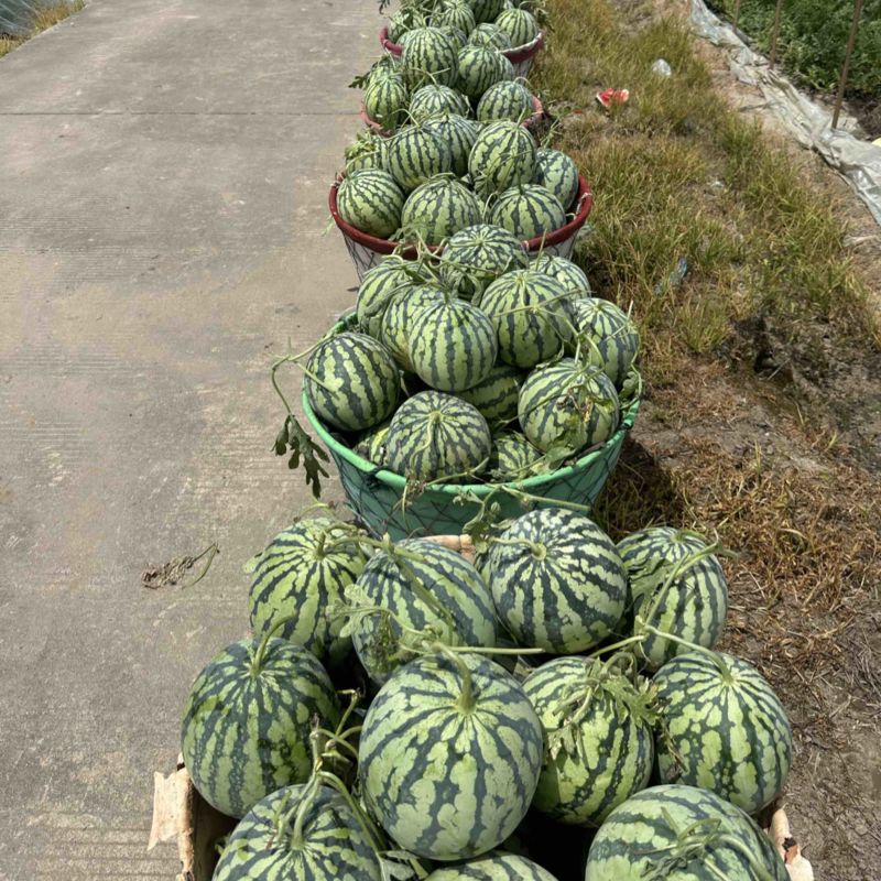 美都西瓜黑籽
