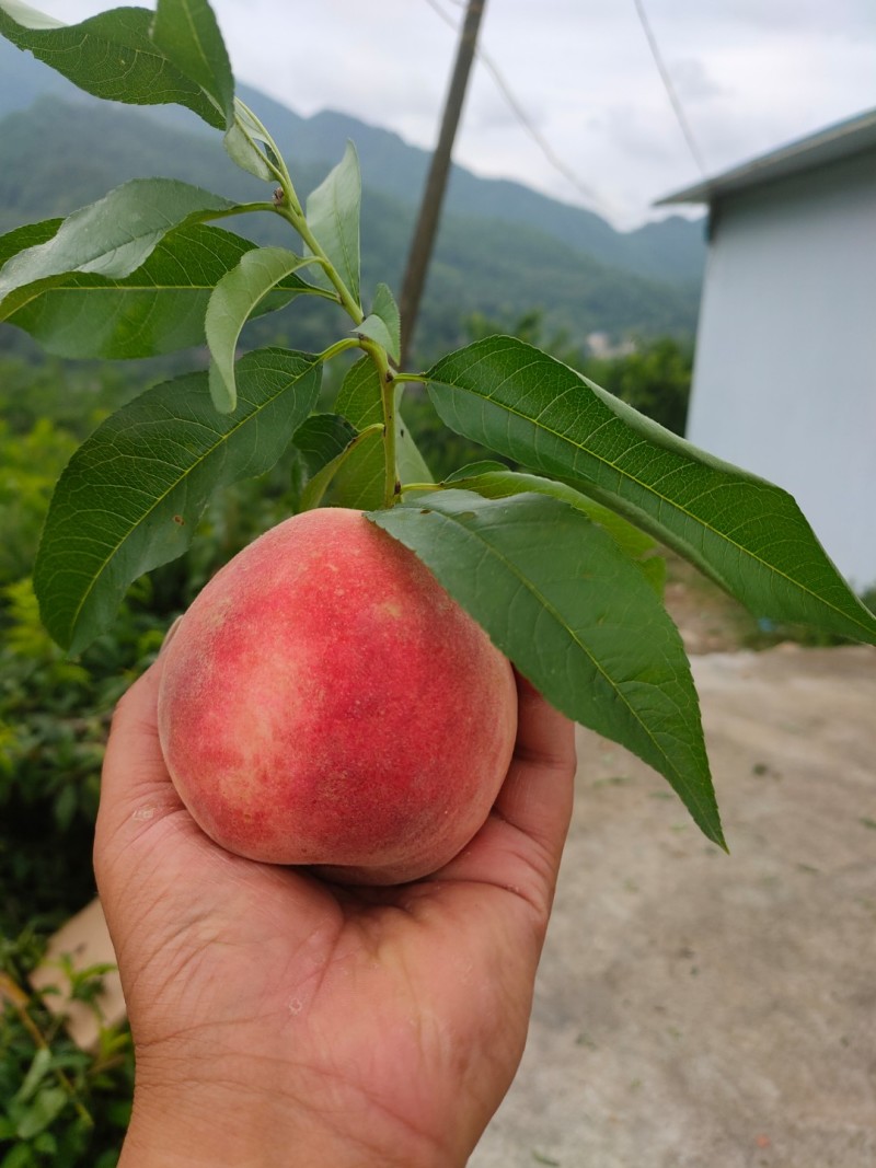 离核桃