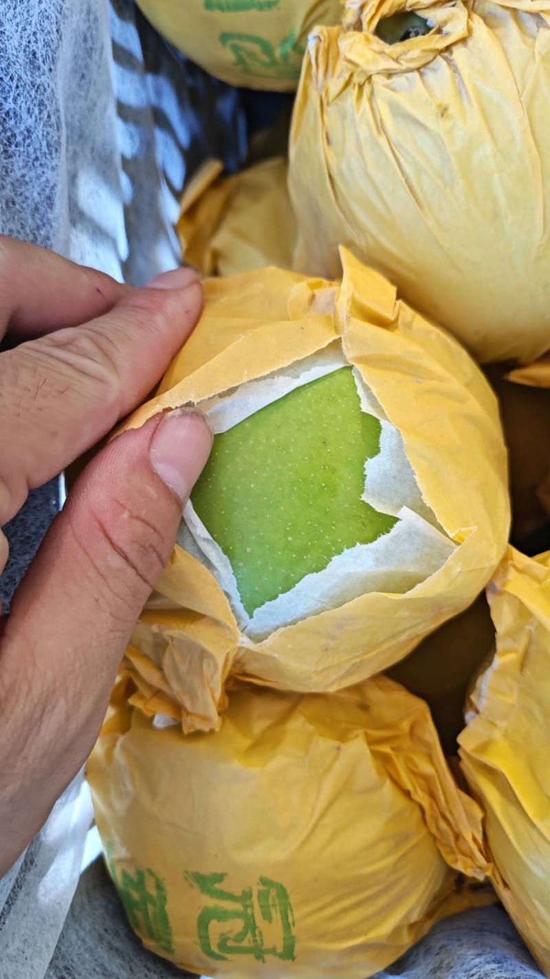 安徽砀山精品翠玉梨产地直发皇冠梨品种齐全水分充足价格优惠
