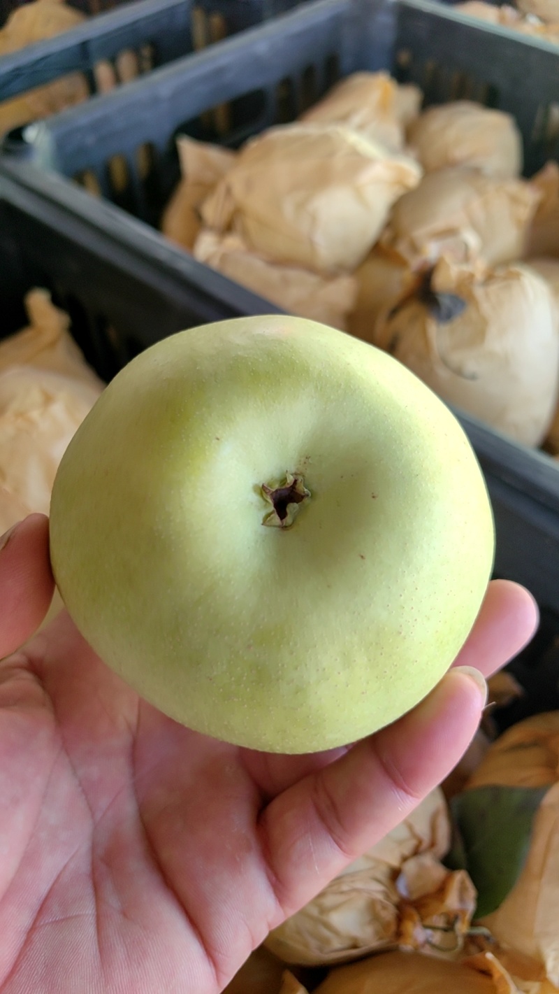 酥脆一号精品梨大量上市口感脆甜多汁有需要的的客商联系