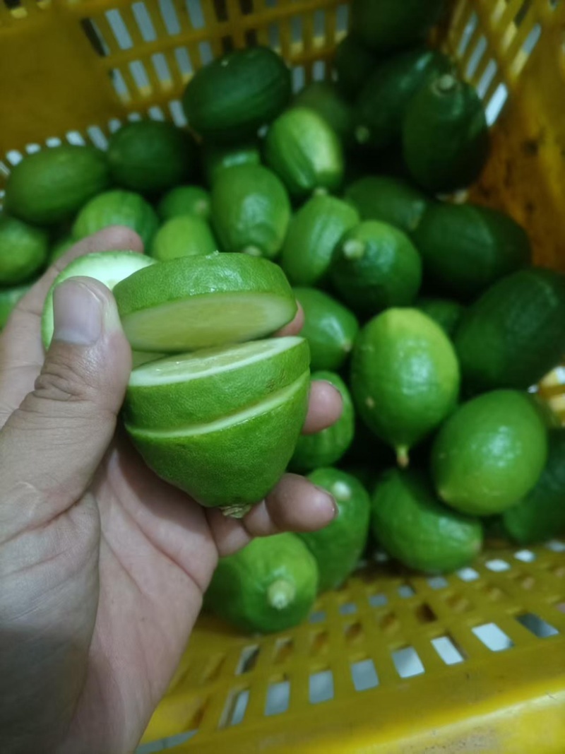 广东精品无籽柠檬，香水柠檬，子弹头柠檬可对接商超果园直发