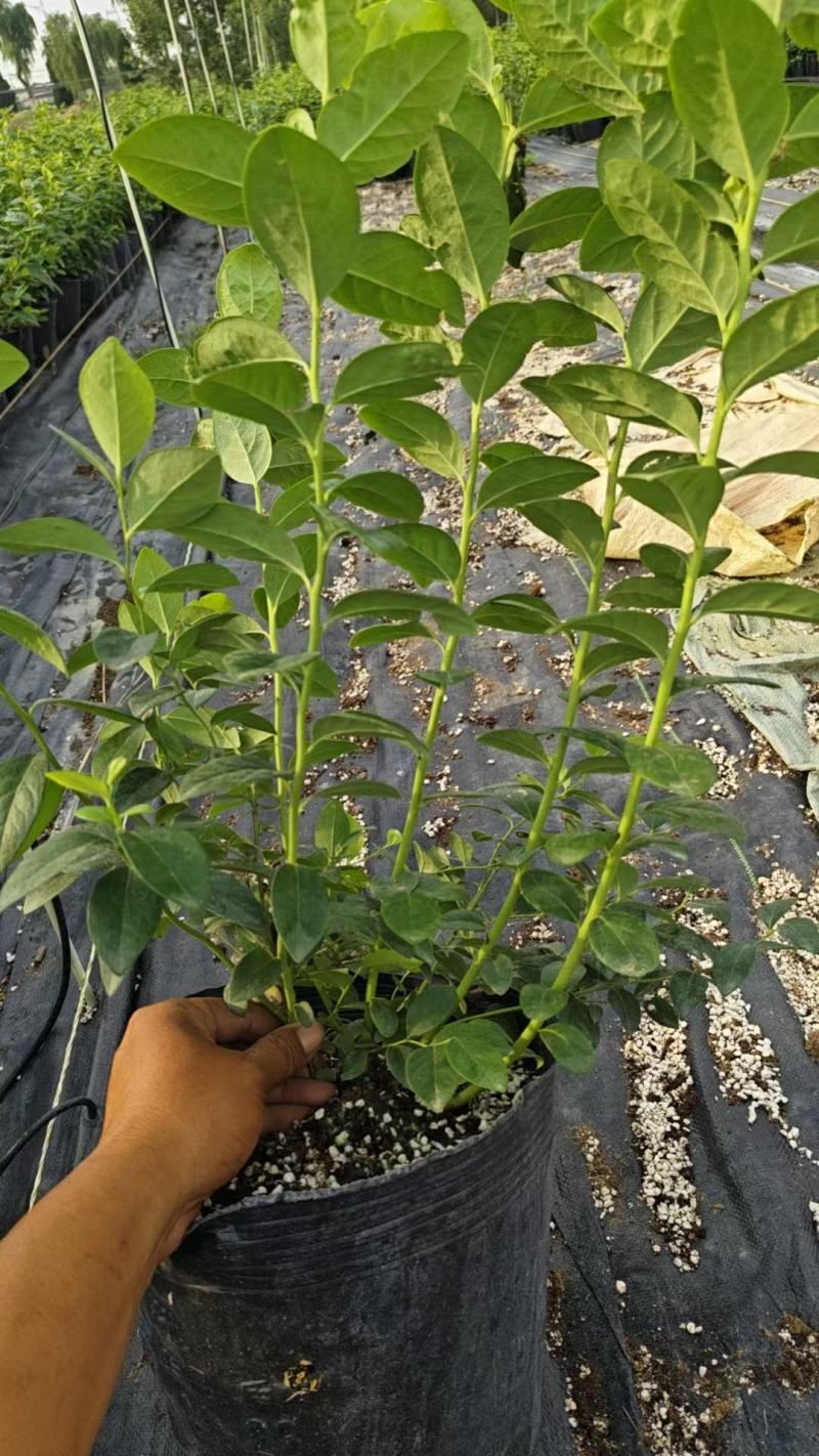 正宗蓝莓苗L25大果蓝莓优瑞卡树苗F6组培苗纯甜阳台丰产