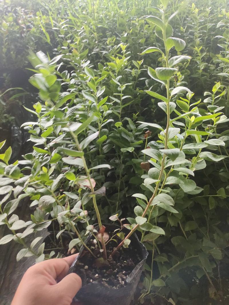 正宗蓝莓苗L25大果蓝莓优瑞卡树苗F6组培苗纯甜阳台丰产