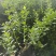 正宗蓝莓苗L25大果蓝莓优瑞卡树苗F6组培苗纯甜阳台丰产