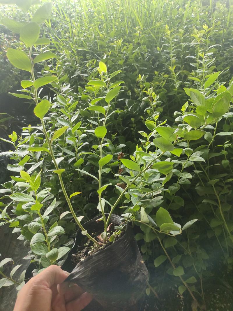 正宗蓝莓苗L25大果蓝莓优瑞卡树苗F6组培苗纯甜阳台丰产