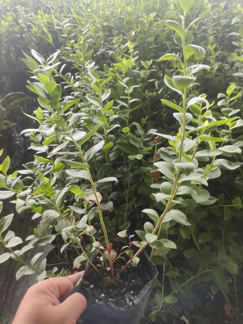 正宗蓝莓苗L25大果蓝莓优瑞卡树苗F6组培苗纯甜阳台丰产