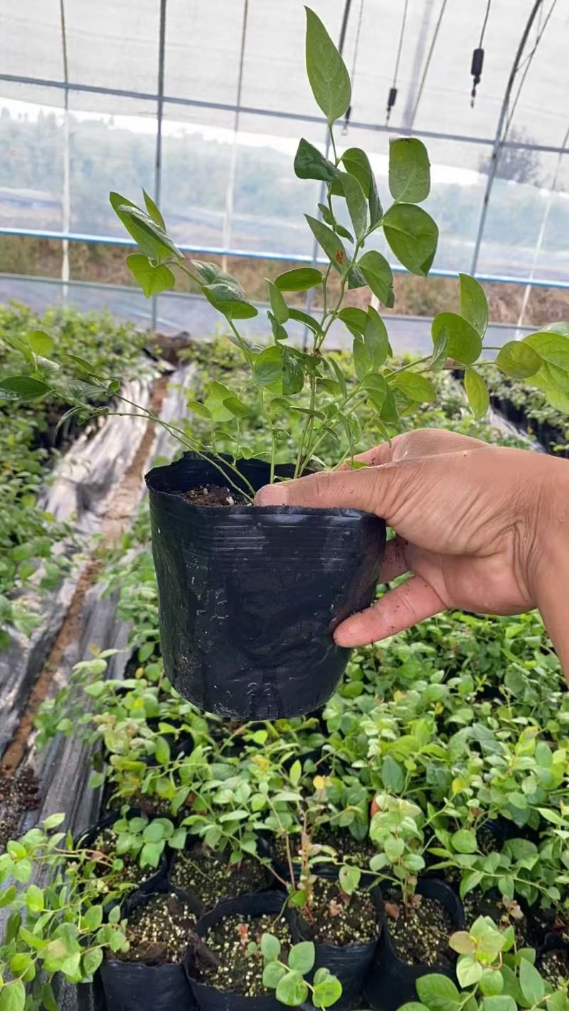正宗蓝莓苗L25大果蓝莓优瑞卡树苗F6组培苗纯甜阳台丰产