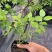 正宗蓝莓苗L25大果蓝莓优瑞卡树苗F6组培苗纯甜阳台丰产