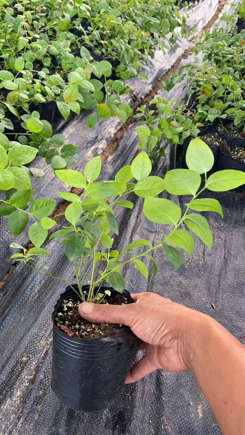 正宗蓝莓苗L25大果蓝莓优瑞卡树苗F6组培苗纯甜阳台丰产