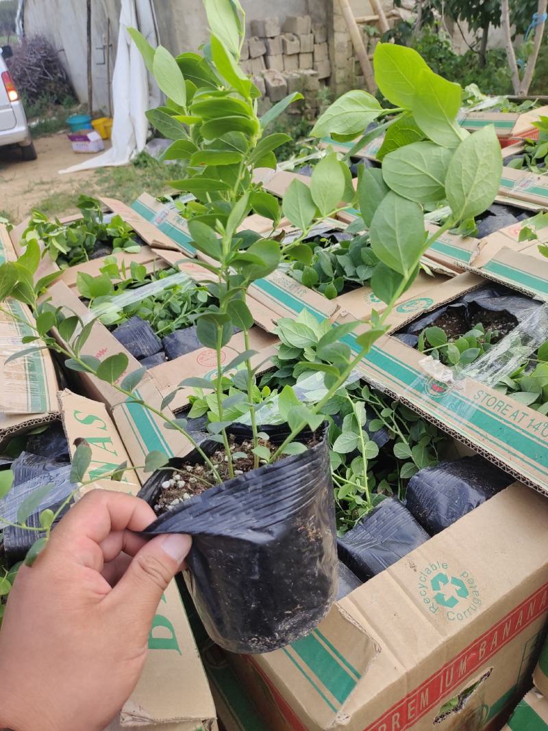 正宗蓝莓苗L25大果蓝莓优瑞卡树苗F6组培苗纯甜阳台丰产