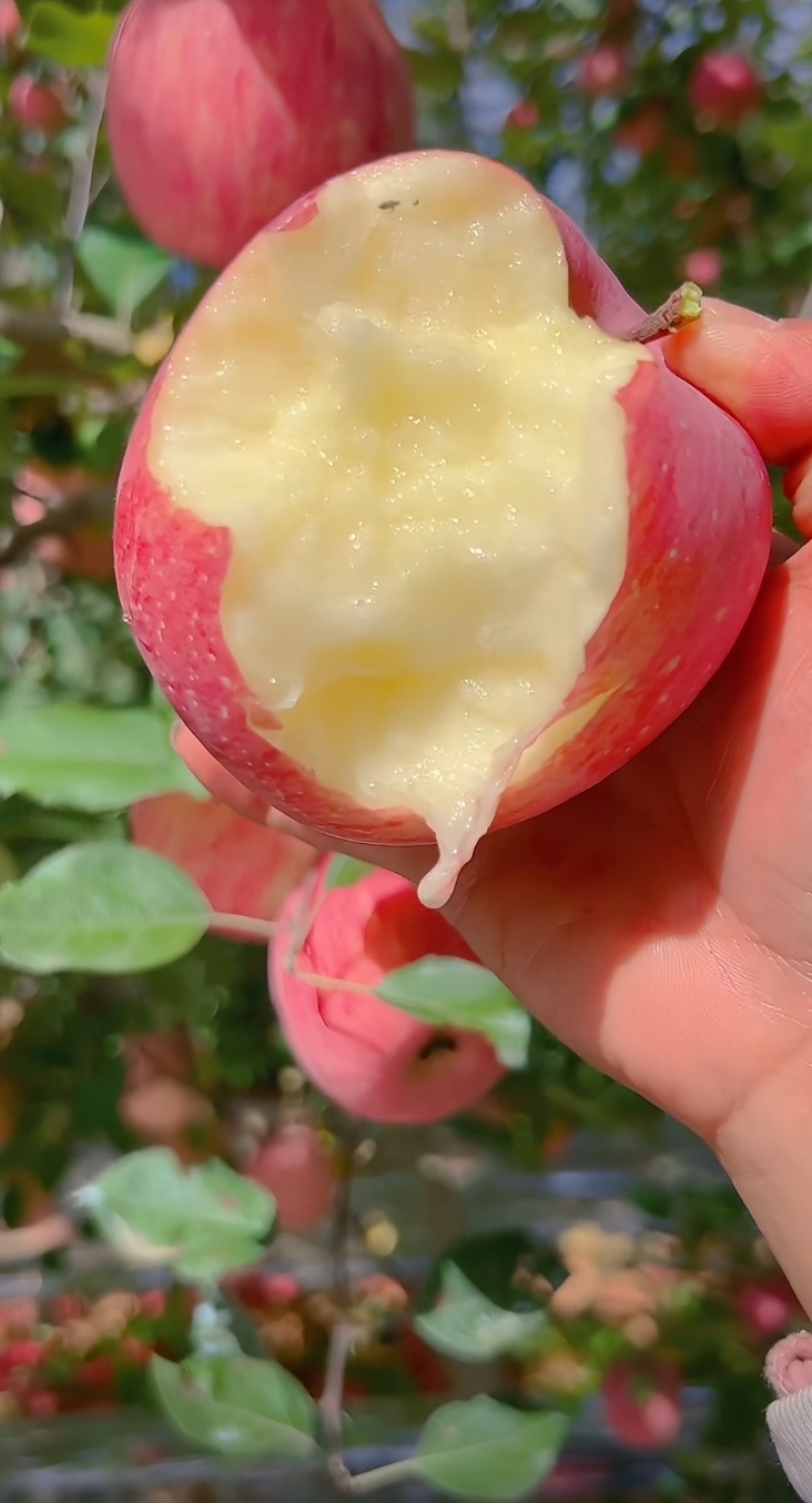红富士苹果一手货源，规格齐全，口感好，品质高，可视频看货