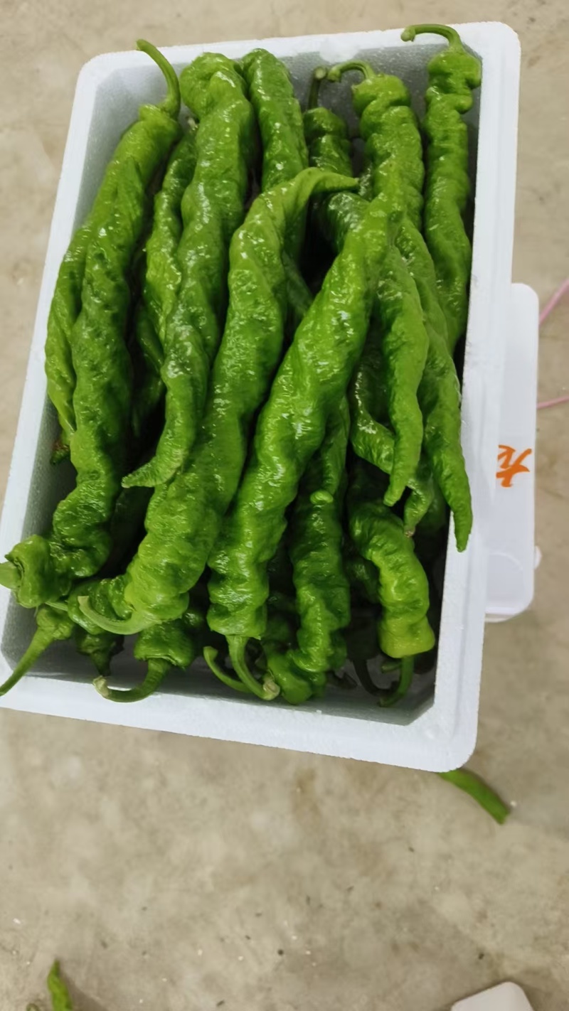 大量现货，螺丝椒，太空椒，黄皮尖椒，细尖都有，需要联系