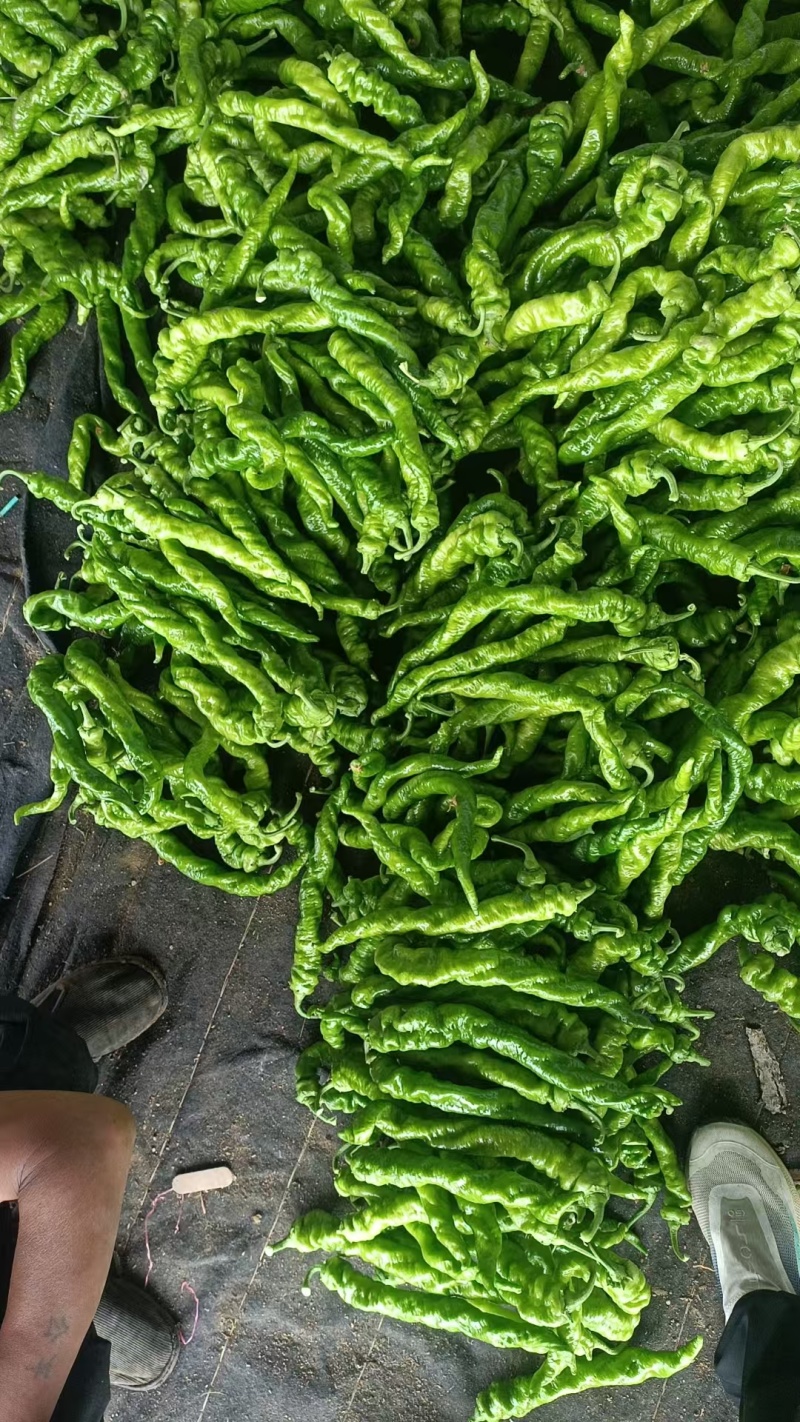 大量现货，螺丝椒，太空椒，黄皮尖椒，细尖都有，需要联系