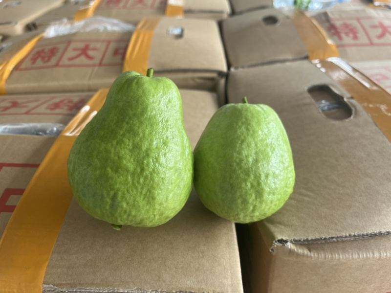 广东红心芭乐甜度好耐运输可以视频看货实地看货现场订货满意