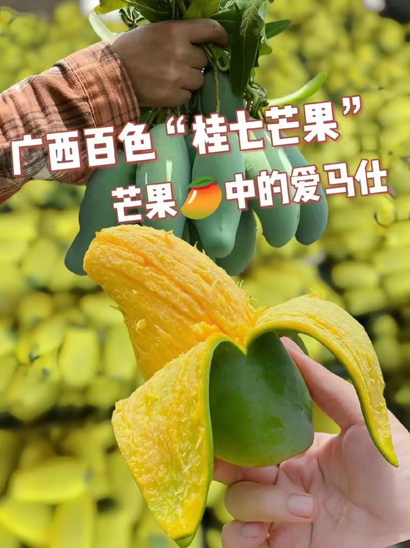 百色桂七芒果量大