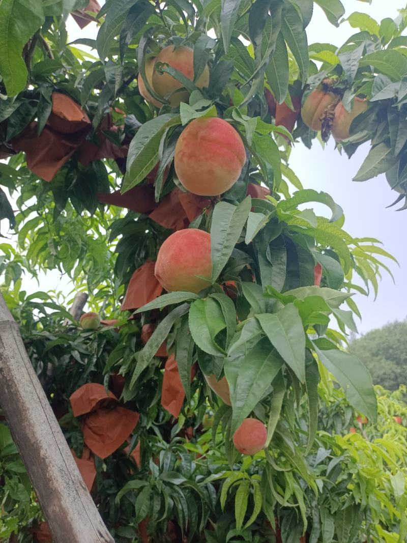 北京14号桃