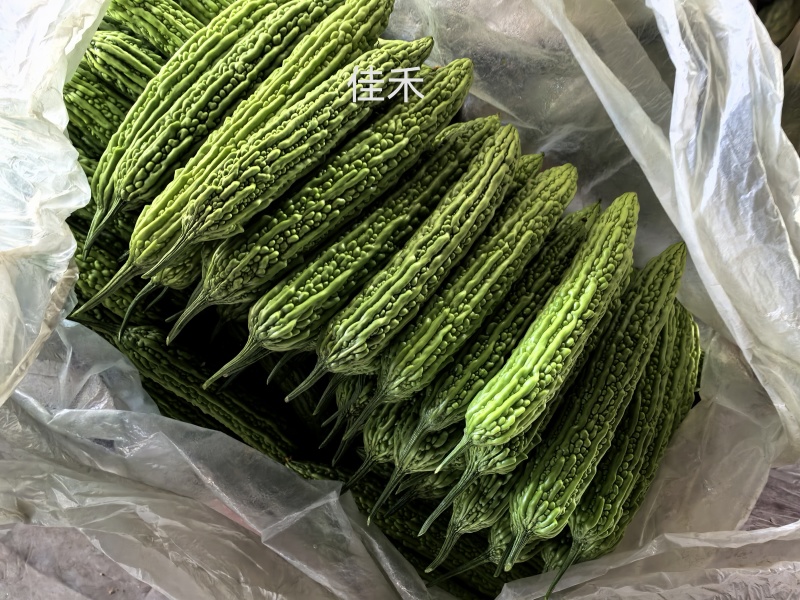 苦瓜/油绿苦瓜/山东苦瓜/寿光苦瓜/全国发货品质好