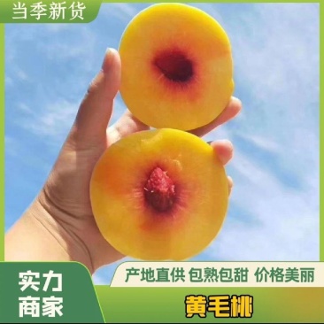 贵州铜仁锦绣黄桃，大量供应电商市场商超。规格齐全一手货源