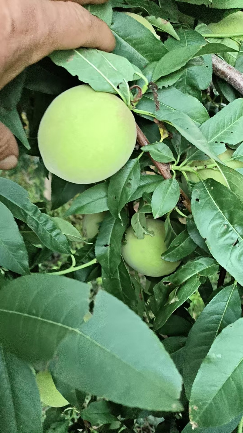 北京十四罐头桃二两半以上大量有货离核发白电话联系价格不贵